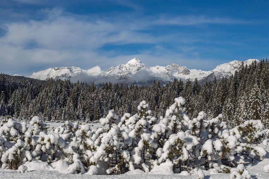 The Pokljuka plateau under snow, cross-country skiing country